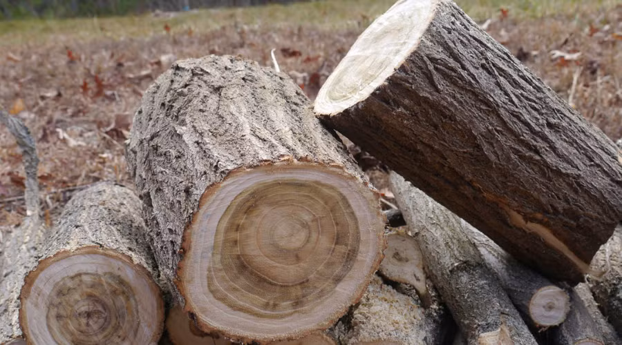 Locust firewood